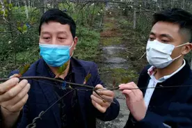 雨城区上里镇郑湾村：加快转型发展 夯实致富基础图片