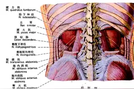 泌尿系统解剖图谱全部汇总在这里了！看完记得收藏图片