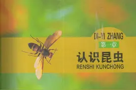 昆虫到底长什么样？图片