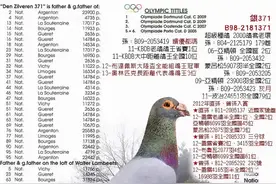一羽最了不起的银色鸽图片