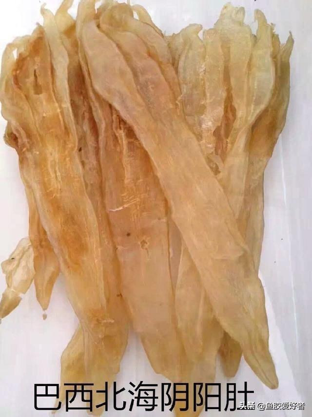 为什么叫双背鱼胶 2026年双背鱼胶好不好