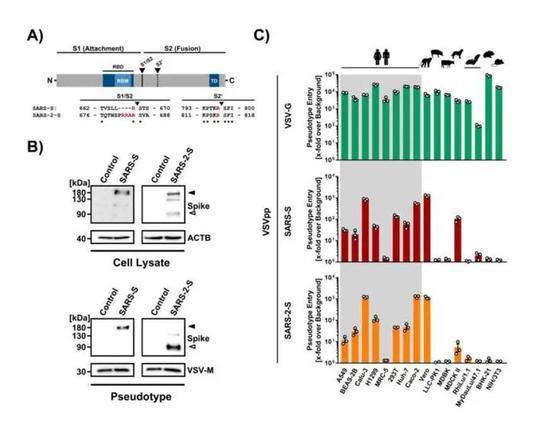 Cell：新型冠状病毒感染可被蛋白酶抑制剂阻断