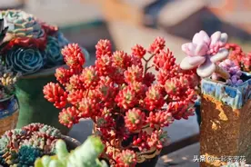 多肉虹之玉，号称“爆盆王”，养大半年红叶流出盆，美极了图片