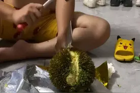 广东男子花470元买个榴莲四把刀一把铁锤都打不开：买了个寂寞？图片