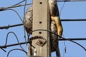 蛇爬上电线杆抓鸟，几天了还没下来，鸟没抓到，饿晕了，下不来了图片