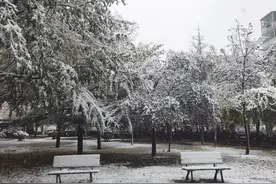 河北最新预警！雪还在下！列车停运，公交停运！已有地区积雪达20厘米！​为何今年初雪来得早且下得大？图片