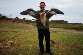 大叔花费11万买回一群“大鹅”，历经4年养成会飞的大雁，啥情况图片