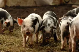 猪为什么不怕蛇？毒蛇就像长面条，一口顺滑到胃里头图片