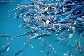 西藏“圣湖”羊卓雍措鱼类泛滥，徒手能抓到，为什么没人敢吃？图片