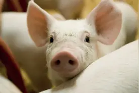 养猪大国丹麦永续发展指数为何全球第一？畜牧高污染 关键在猪粪图片