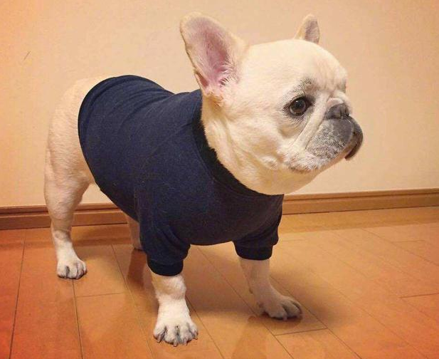 法斗价格多少钱一只 2026年法斗一般价格