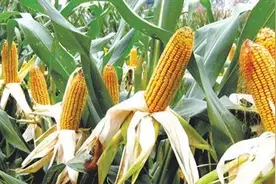 又一个早熟、耐密植、抗倒的玉米品种通过审定，最高亩产2034斤图片