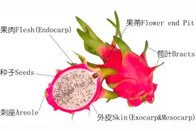 关于火龙果的正确认识——有时，植物学博士也未必是对的图片