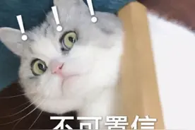原班人马打造！承包00后童年的洛克王国，时隔11年终于出手游图片