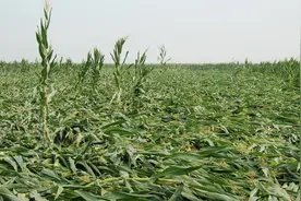玉米遇到暴风雨出现倒伏，究竟扶不扶？看情况图片