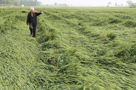 什么是麸皮？麸皮有什么功效和作用？比米糠缺少哪些营养元素？图片