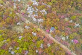 30万株！何必去武大，安徽省最大的樱花基地免费，已成粉色花海图片