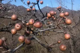 我们来读懂莫言的《蛙》四图片