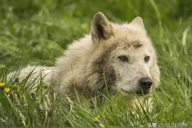 八公山民间传说：麻秸秆打草狼图片