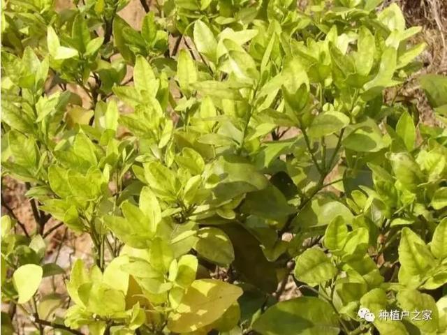 柑桔园缺素预警图，一起来认一认