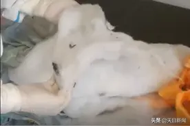 石家庄藁城区隔离点现黑心棉被褥 官方通报图片