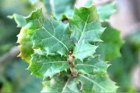 秦岭山区人们常叫“铁匠木”的是怎样的树种，有什么用途？图片