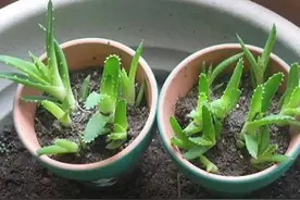 夏季繁殖多肉，育出的幼苗该怎么移栽？了解这些细节操作零失误图片
