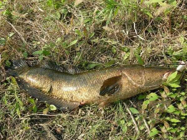 柴鱼又叫什么鱼(我要为其貌不扬的黑鱼平反)_baike_天天读书网