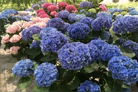 快到11月了，绣球花还在开花和冒花苞，该如何修剪确保明年复花？图片