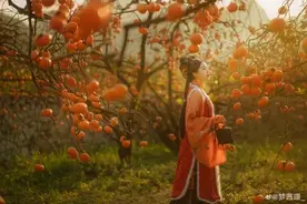 好柿已成霜，秋冬的甜蜜从这片“红”开始……图片