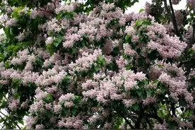 我国一种“黄金树”，树上长豆角，树皮更是稀罕物，种家中富百年图片