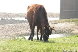 谚语老牛吃嫩草，好马不回头，由来你知道吗图片