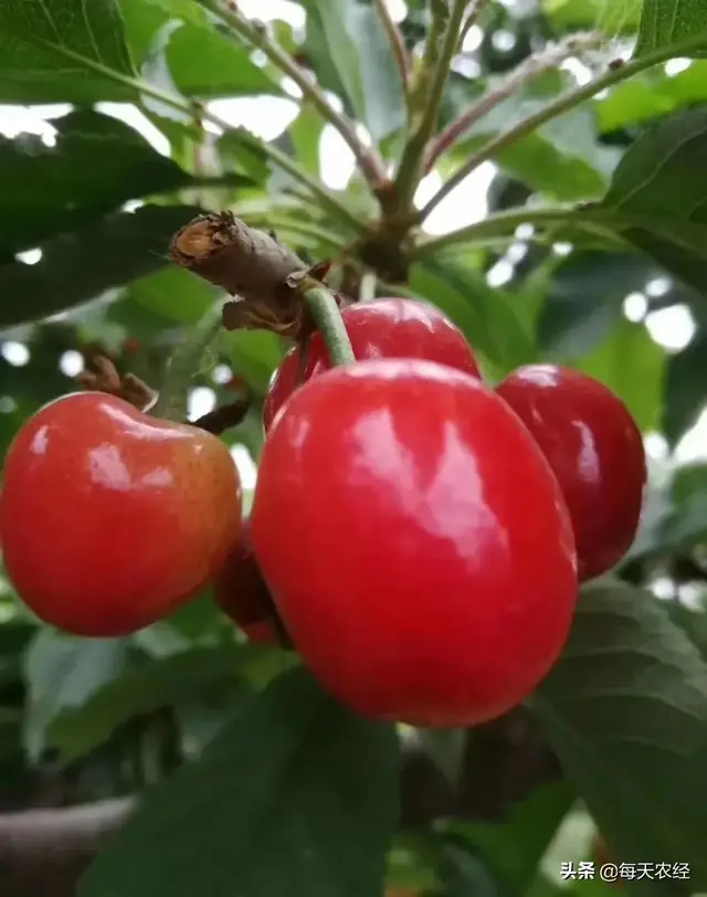 一画7色，独家配方，营养着色，农资经销商热卖的又一爆款产品