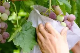 葡萄套袋的使用方法图片