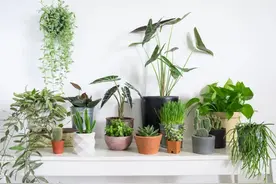 室内养盆栽植物很容易犯的5个错误，难怪植物状态老是不好图片