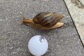 珠海街坊请注意！在小区发现这种东西，千万别碰，后果很严重图片