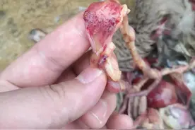 一例治疗“鸭霍乱”心得体会图片