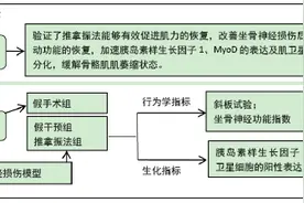 推拿振法干预坐骨神经损伤模型大鼠MyoD表达及肌卫星细胞的增殖与分化图片
