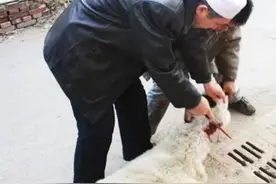 回族（穆斯林）古尔邦节图片