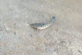 广东汕头一水库黑鱼成灾，附近老乡：有人一车车往里倒图片