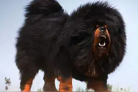 最护主的六种狗，一生只为了主人而活！是你家狗子吗？图片