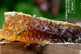 城口野生蜂蜜，批发，重庆市城口县特产图片