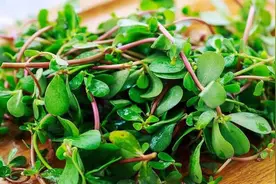 爱吃马齿苋的朋友请注意：野菜虽香，但两类人群要少吃图片