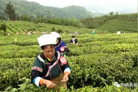 40分钟能采多少茶？都匀“采茶王”告诉你……图片