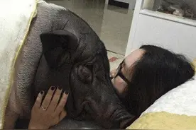 女子与猪同床5年，从20斤养到200斤，自称与它相爱已经结婚图片