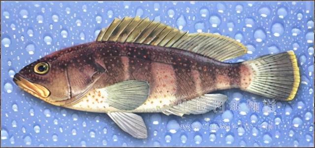 西沙群岛的鱼西沙群岛动物图片