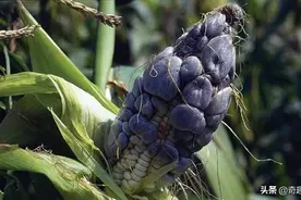 玉米地里被嫌弃的“黑瘤”，却是难得的美食，在国外深受喜爱图片