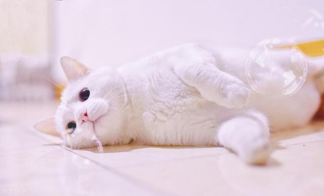 猫咪的基础饮食（1）