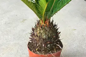 铁树是个好树种，养好铁树有技巧，注意这3点图片