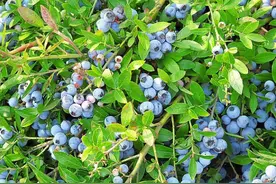 爱吃蓝莓果酱的你，在外边买不放心？自己在家做，香甜美味又安心图片